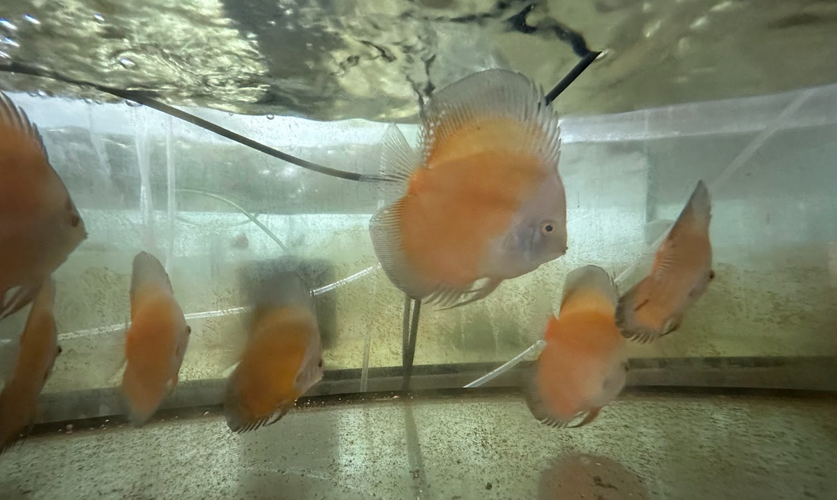 Orange Melon Discus