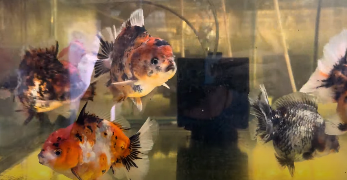 Assorted SBST Oranda