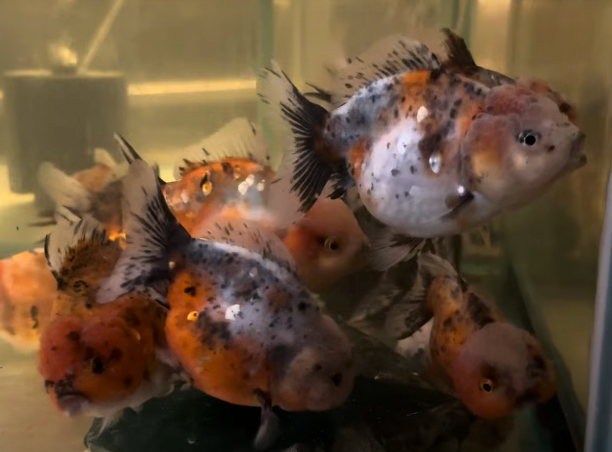 Assorted Yuan Bao Oranda