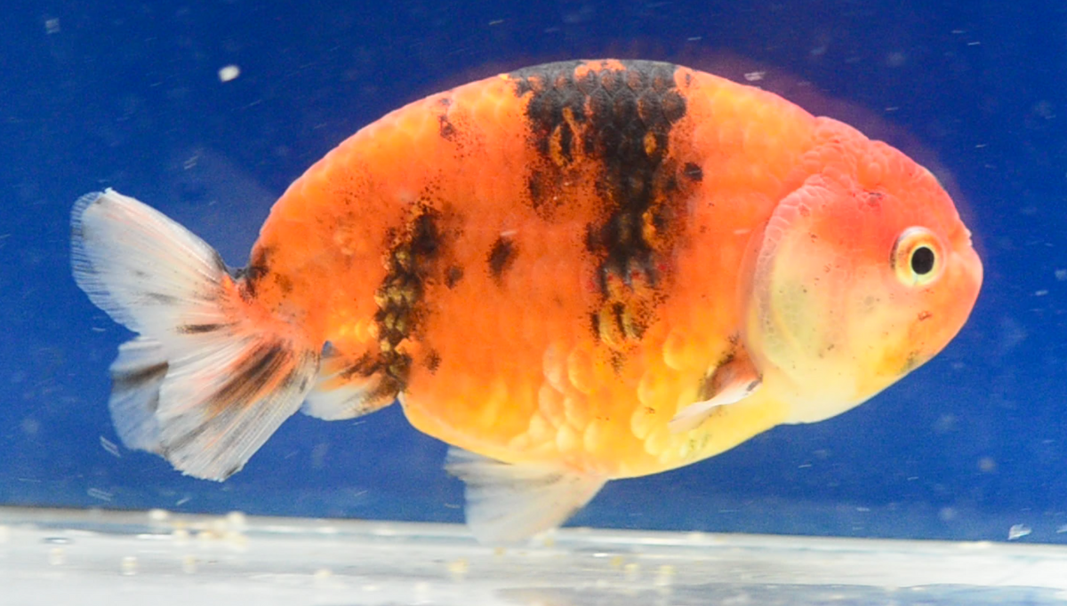 Tiger Calico Ranchu