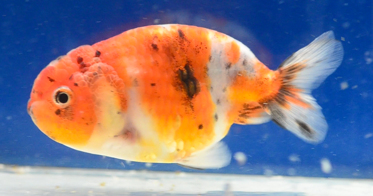 Calico Ranchu