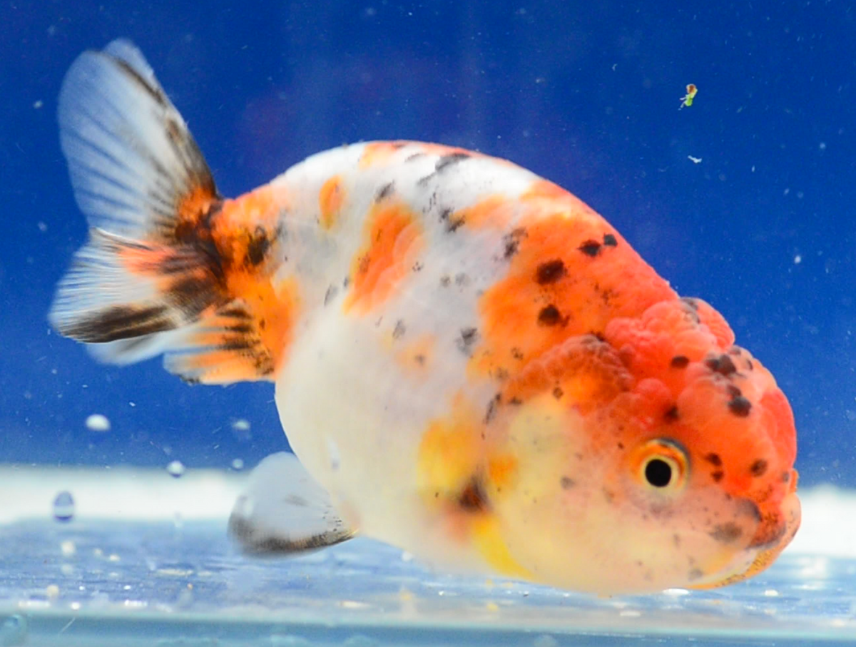 Calico Ranchu