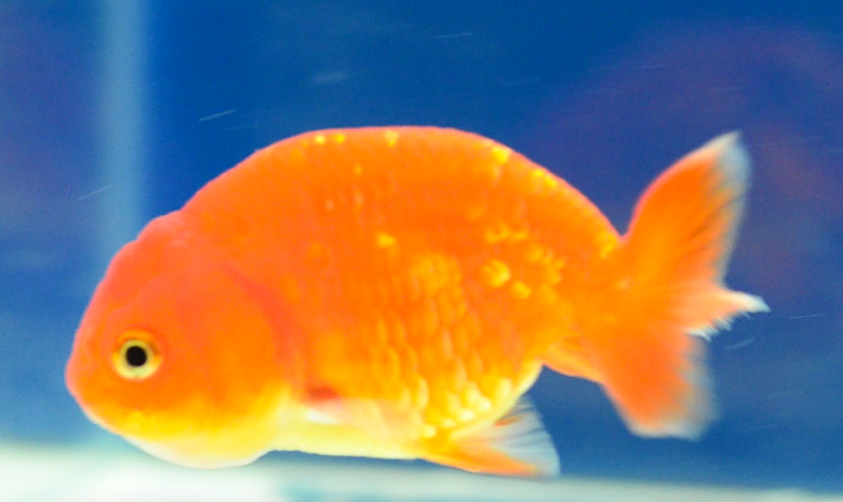 Orange Ranchu