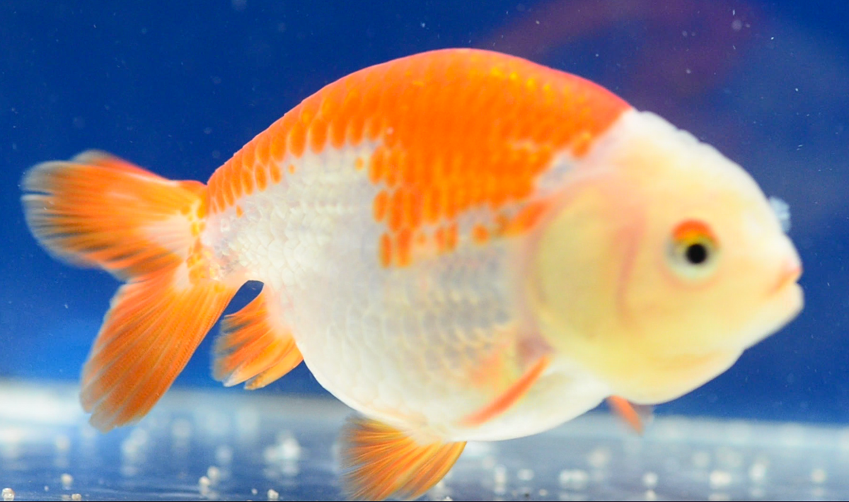 Orange White Ranchu