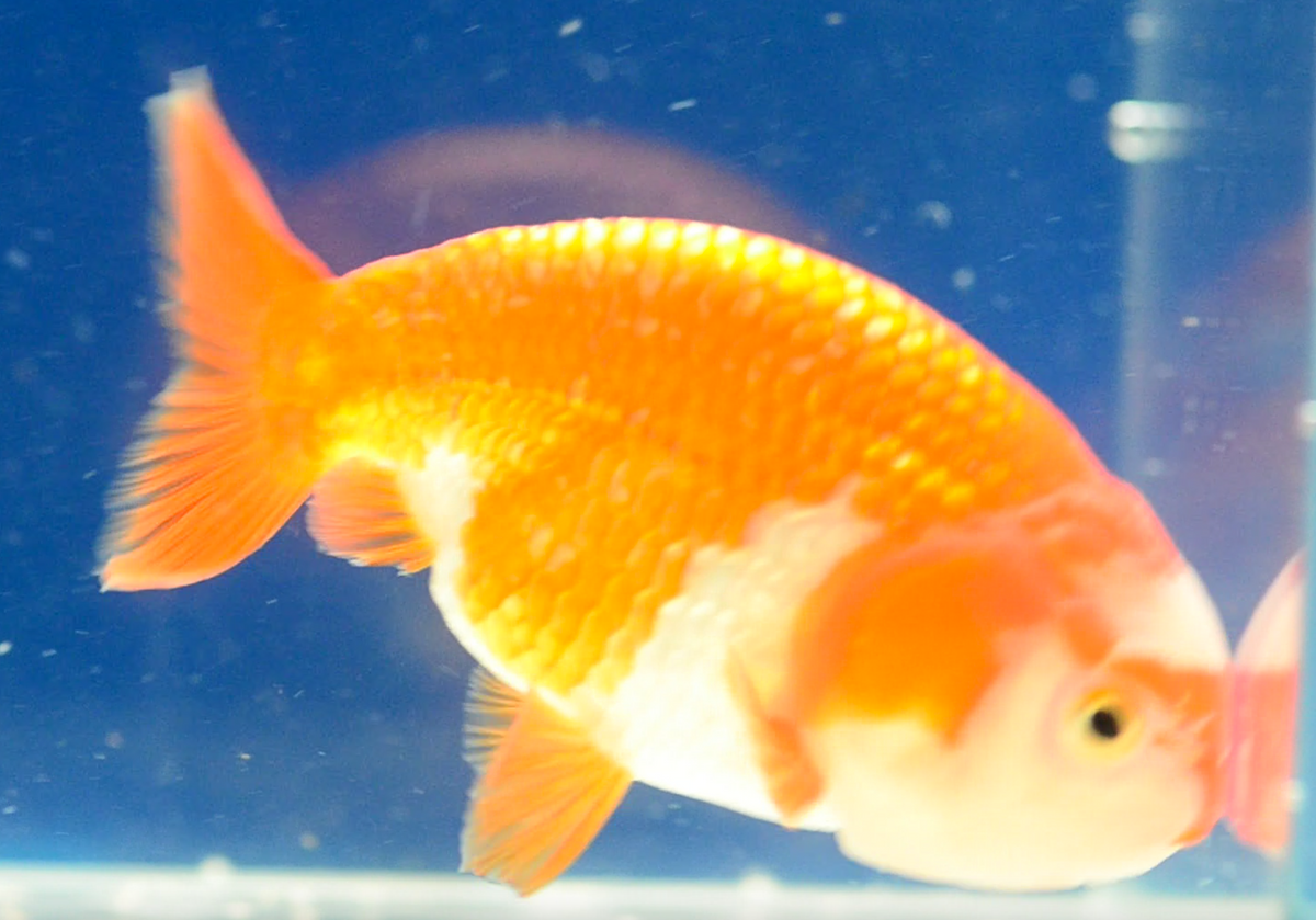 Orange White Ranchu