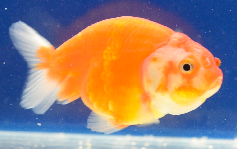 Orange Ranchu