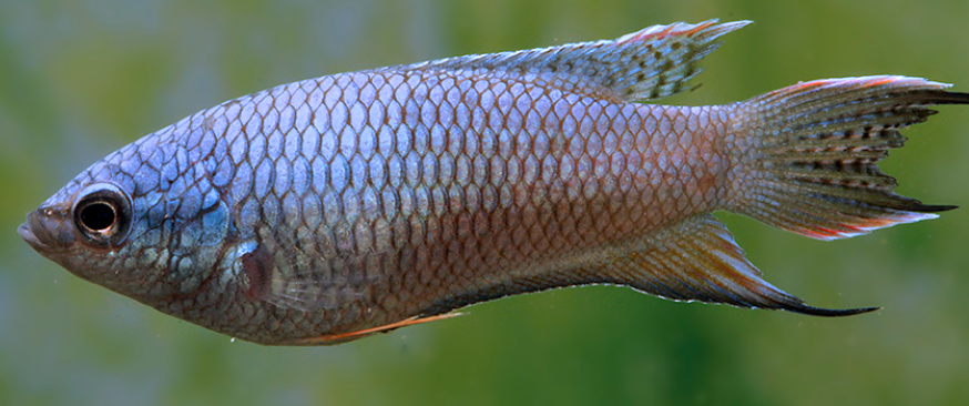 Blue Paradise Fish Juvenile