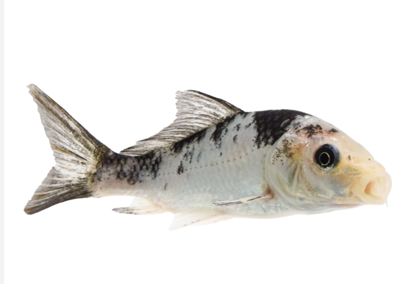 Assorted Black & White Juvenile Koi