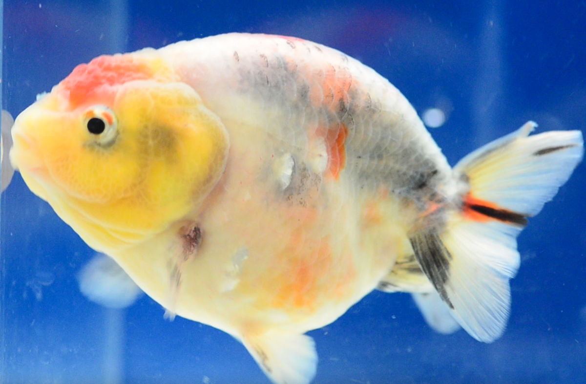 Blue Back Calico Ranchu