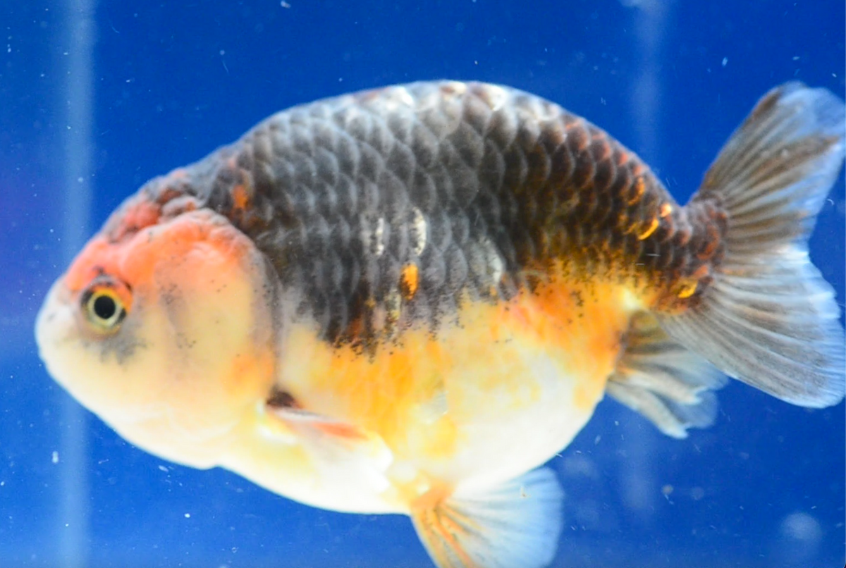 Kirin Ranchu