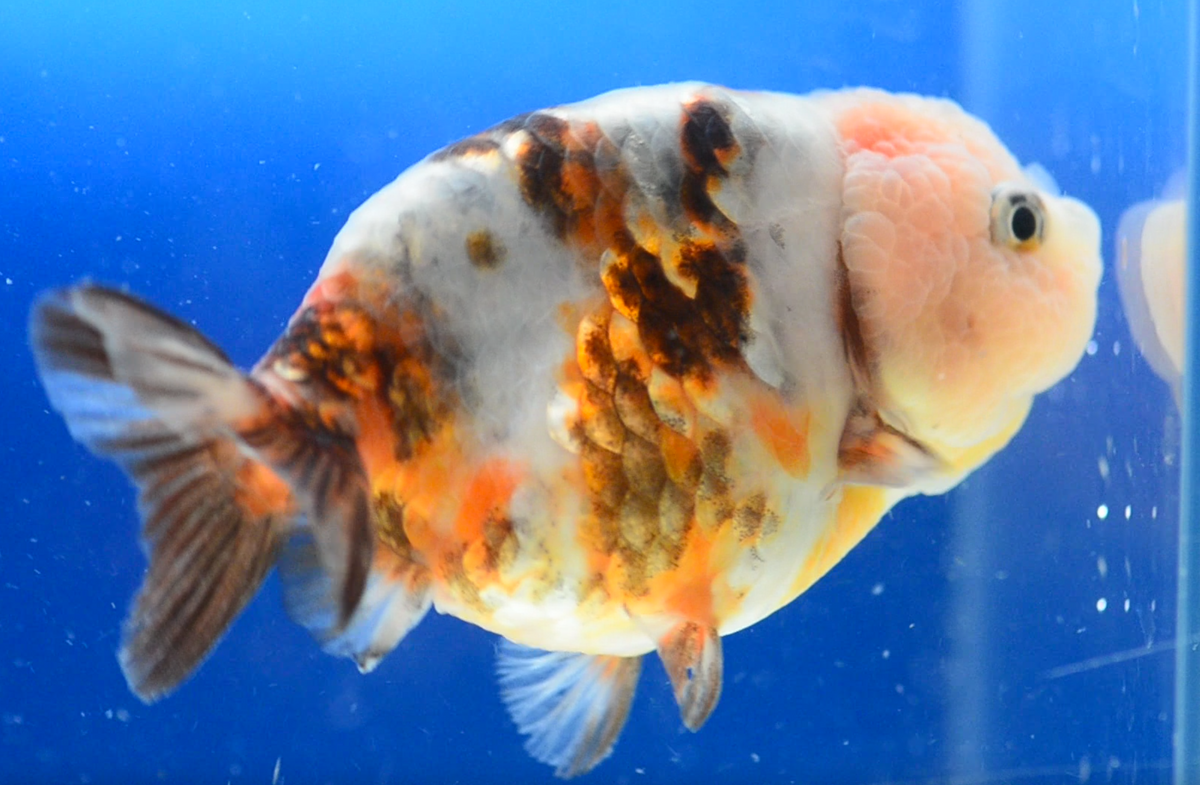 Calico Ranchu