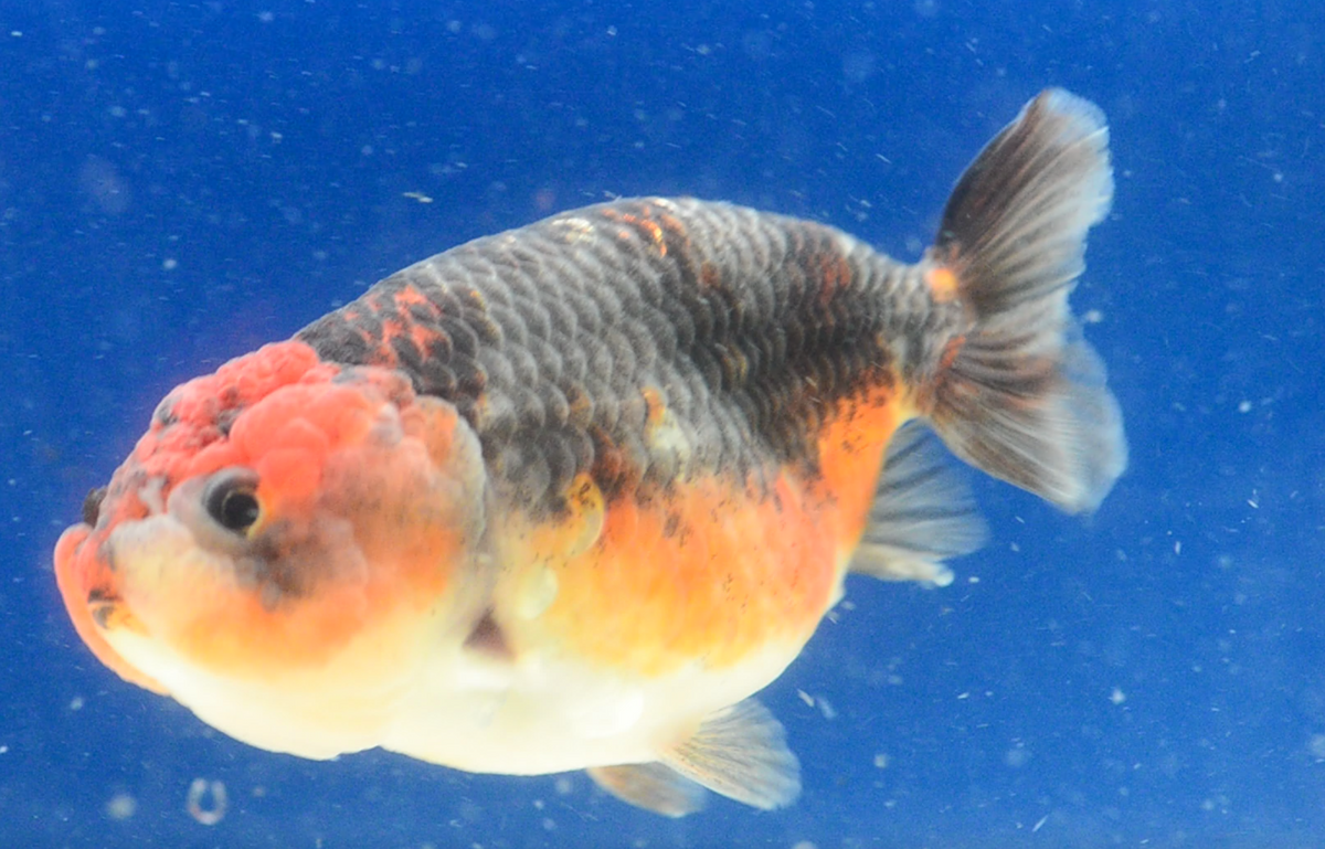 Kirin Ranchu