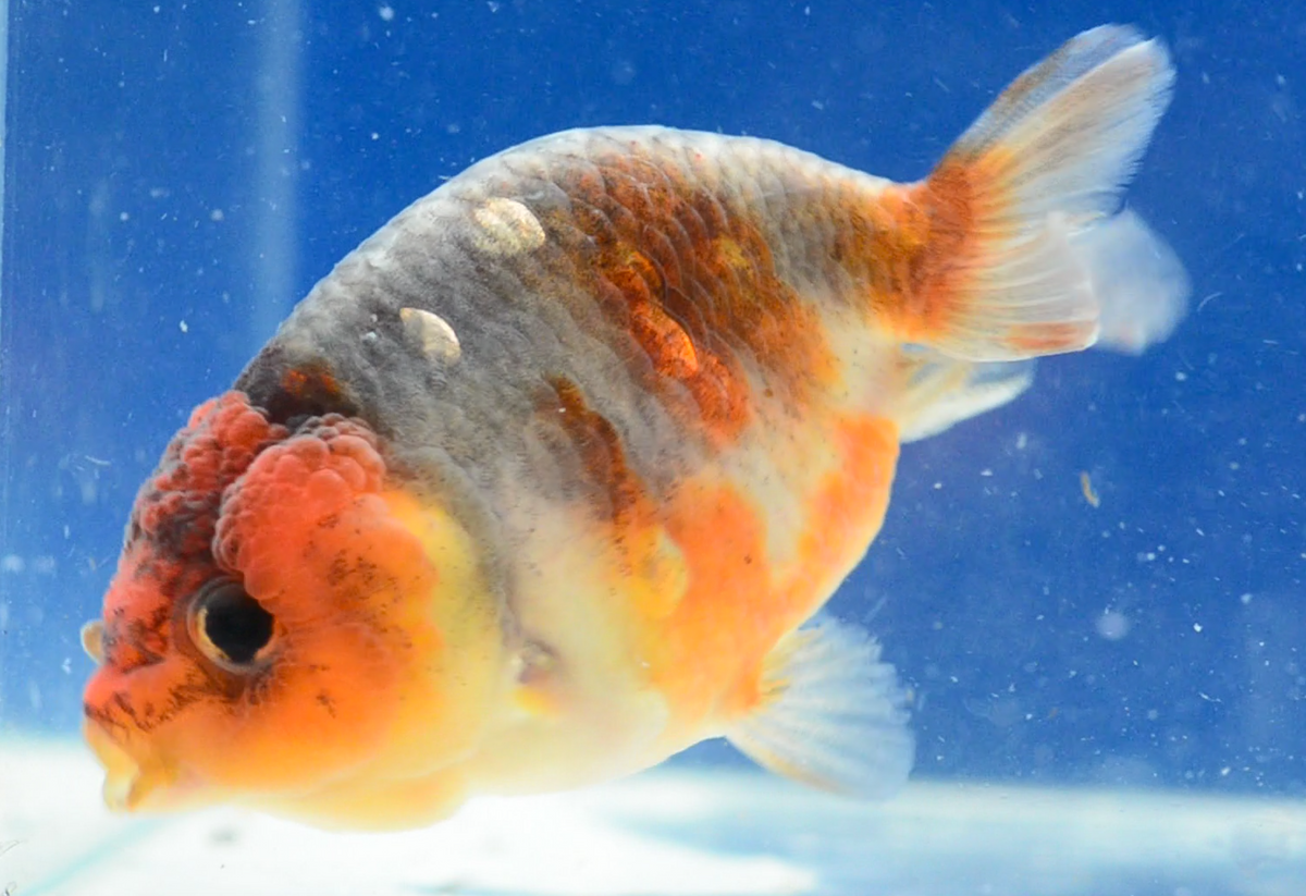 Kirin Ranchu