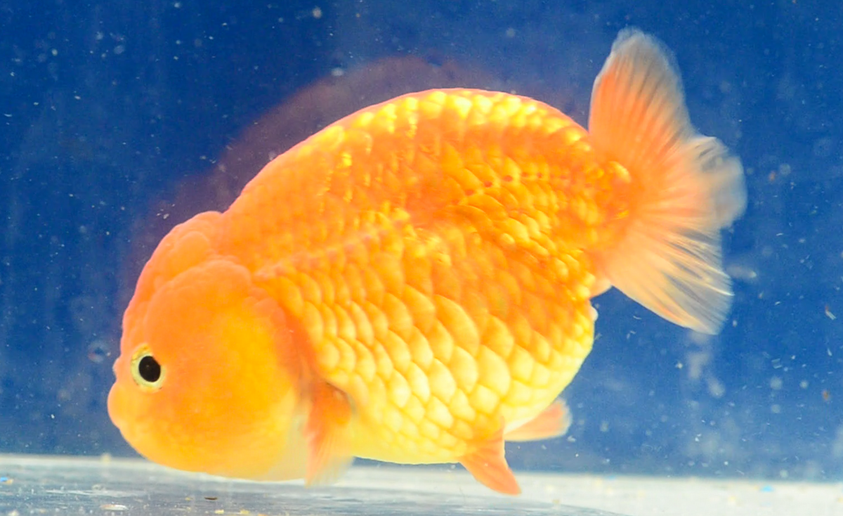 Orange Ranchu