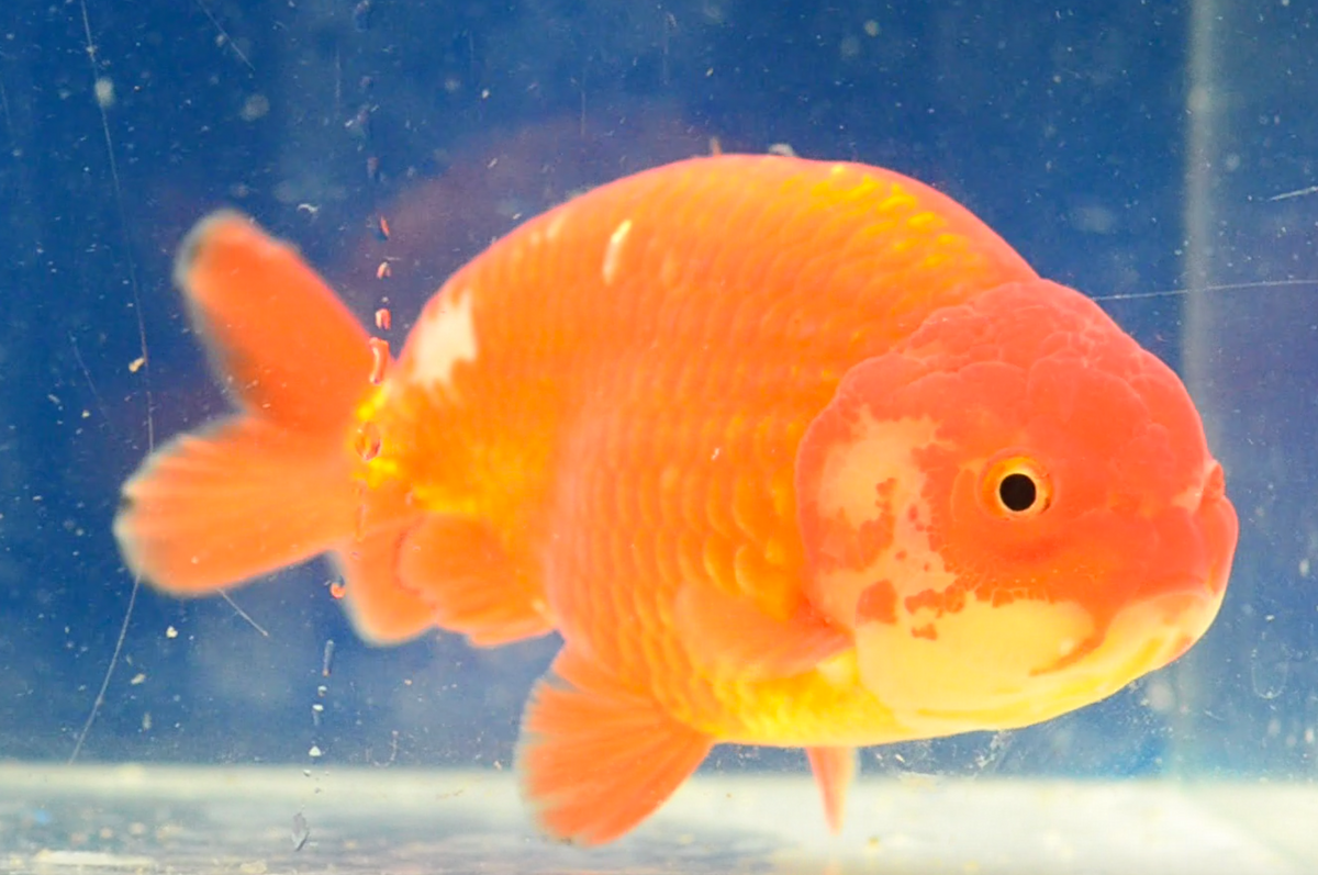 Orange Ranchu