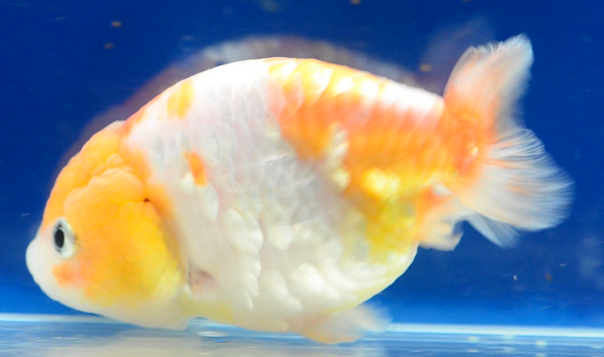 Orange White Kirin Ranchu