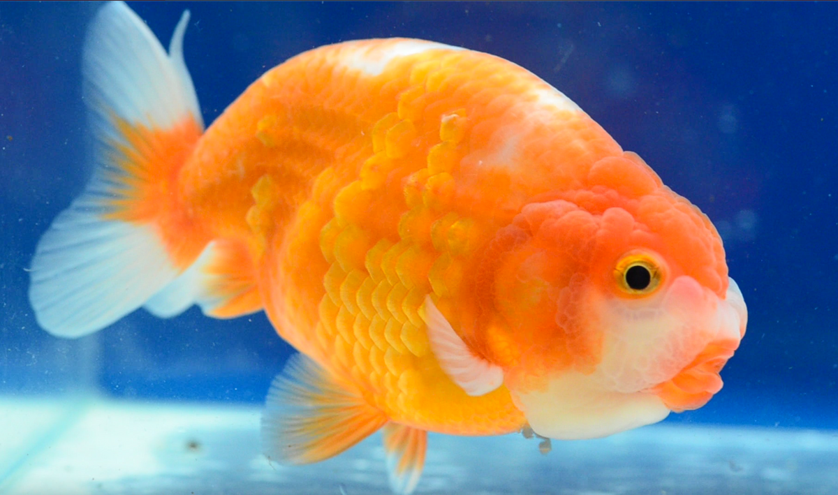 Orange White Ranchu