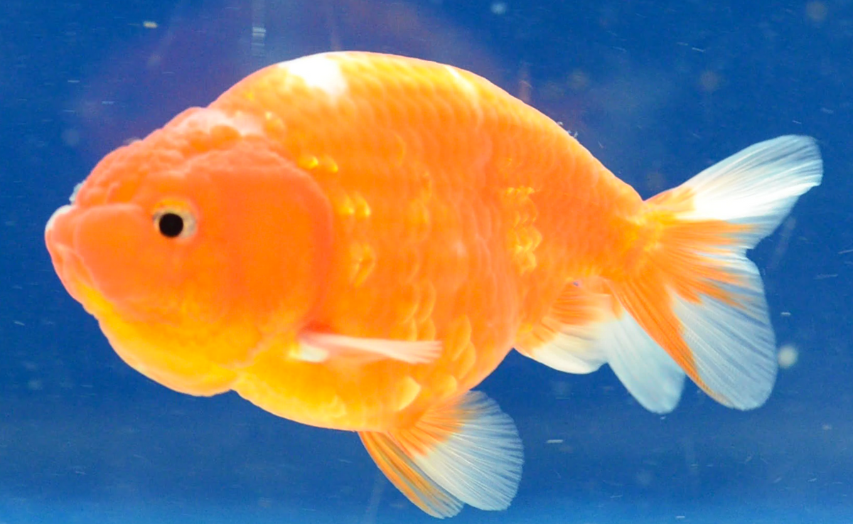 Orange White Ranchu