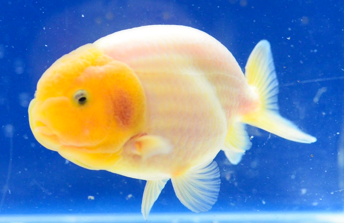 Lemon Head Ranchu