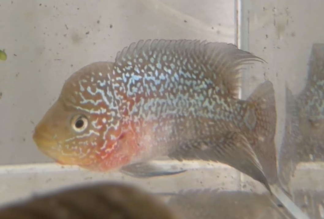 Super Red Dragon Flowerhorn - Individual Selection