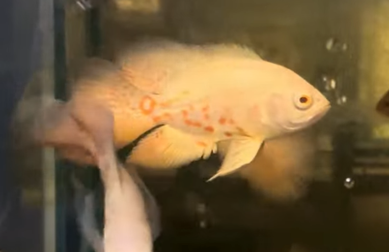 Albino Red  Veiltail Oscar