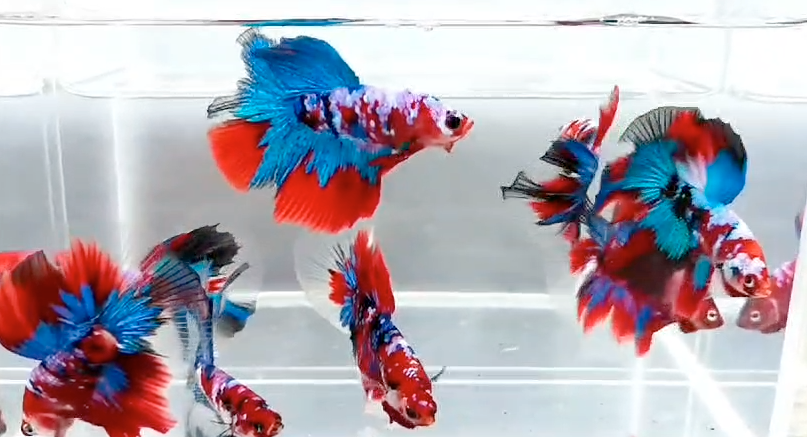 Assorted Red Galaxy Delta-tail Male