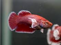 Load image into Gallery viewer, Assorted Salamander HMPK
