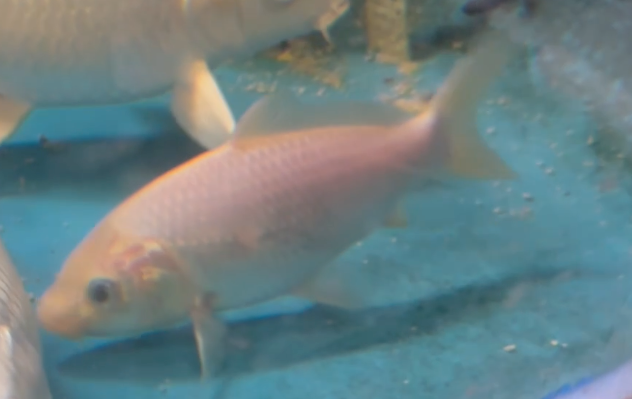 Pink White Koi 15cm