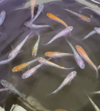 Load image into Gallery viewer, Gesshin Medaka 月神
