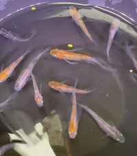 Load image into Gallery viewer, Wasumi Tricolour Long-Fin Medaka 和墨三色
