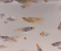 Load image into Gallery viewer, Wasumi Tricolour Long-Fin Medaka 和墨三色
