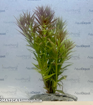 Limnophila Aromatica Potted