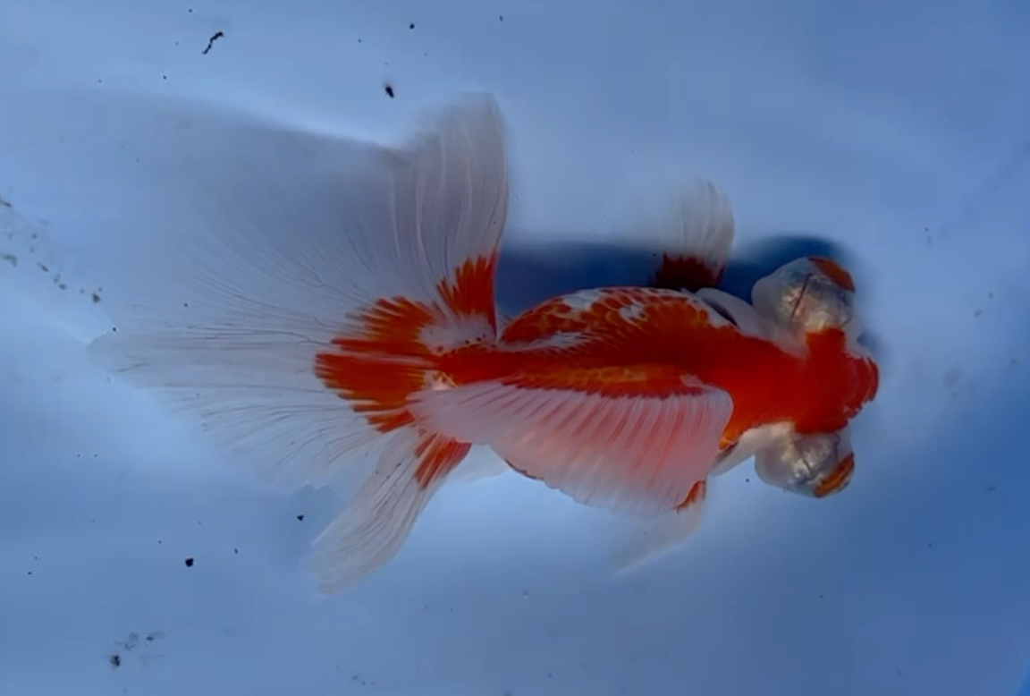 Red White Butterfly Telescope Male