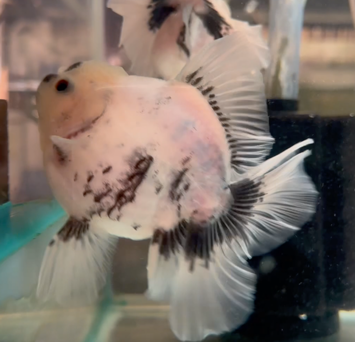 Ink Spot Thai Orchid Oranda
