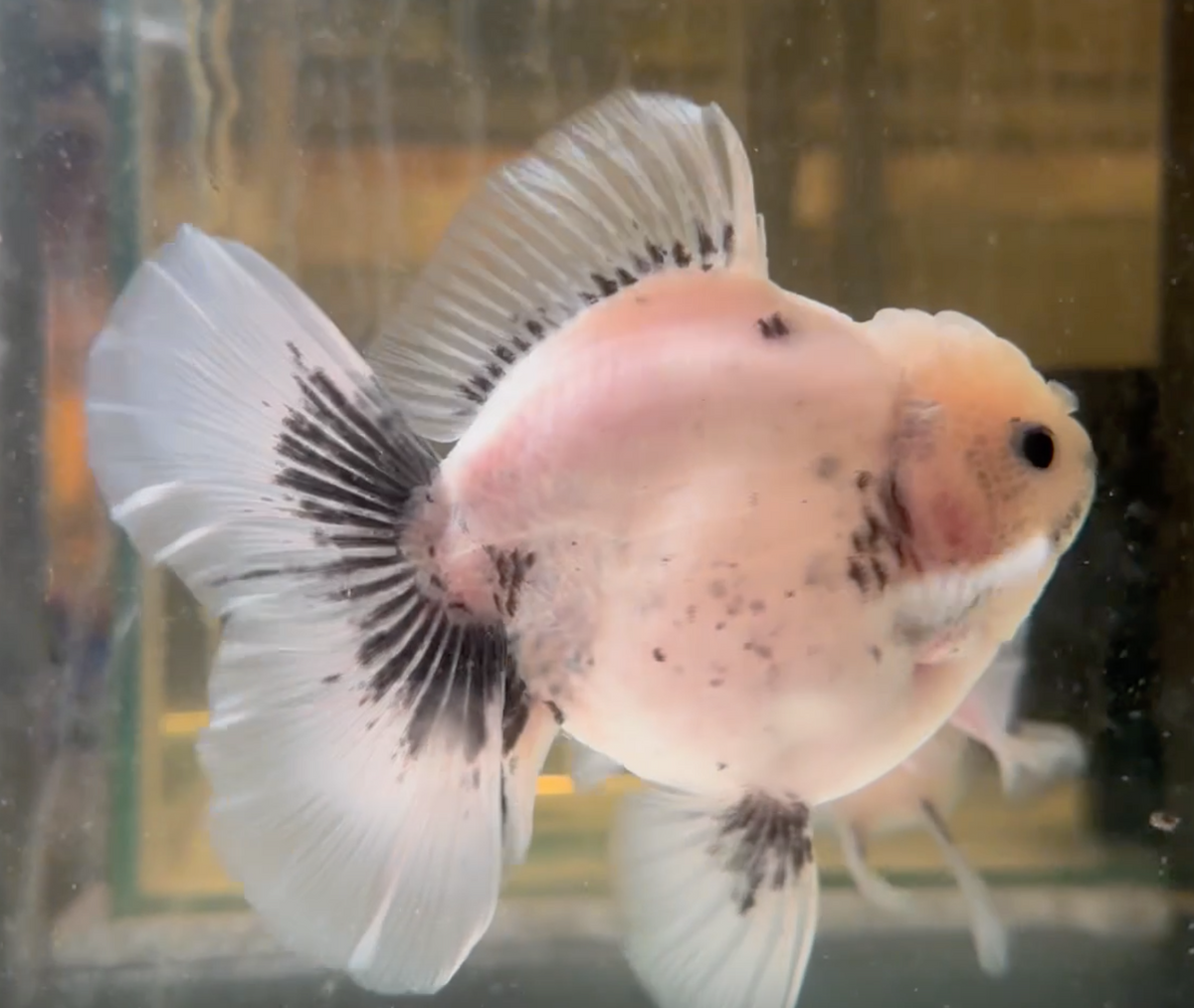 Ink Spot Thai Orchid Oranda