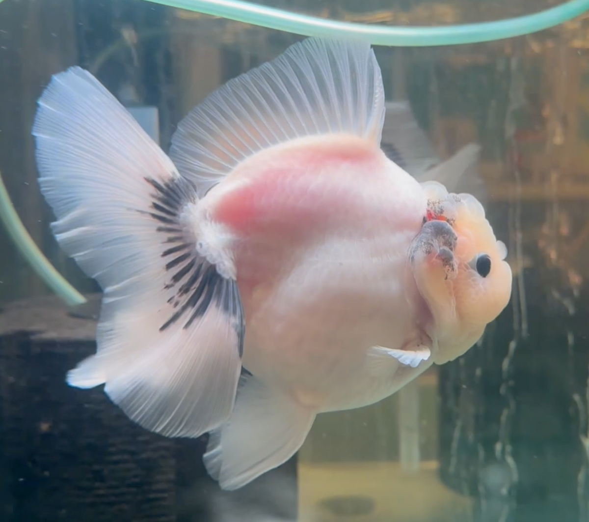 Ink Spot Thai Orchid Oranda Female