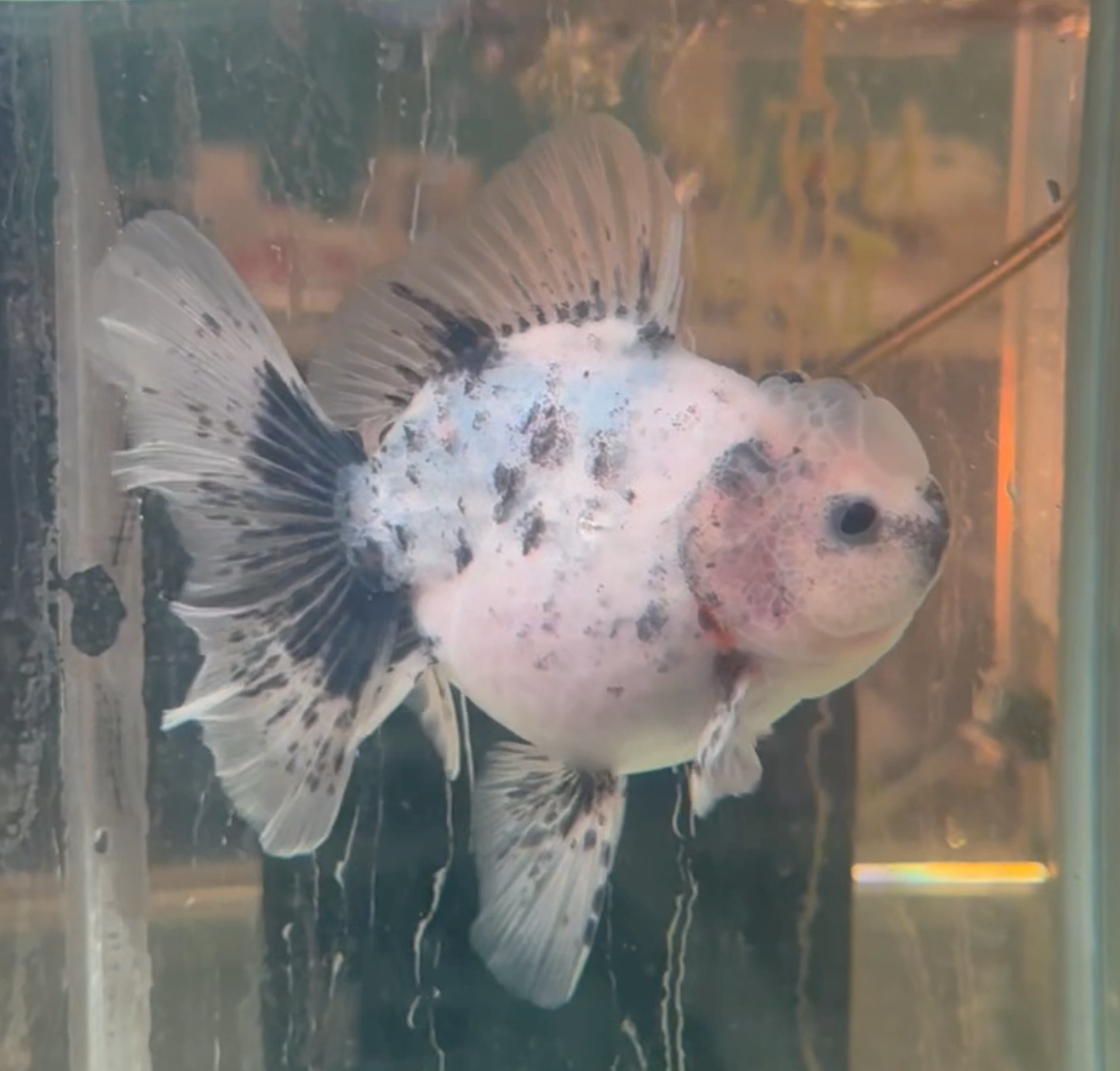 Ink Spot Thai Orchid Oranda
