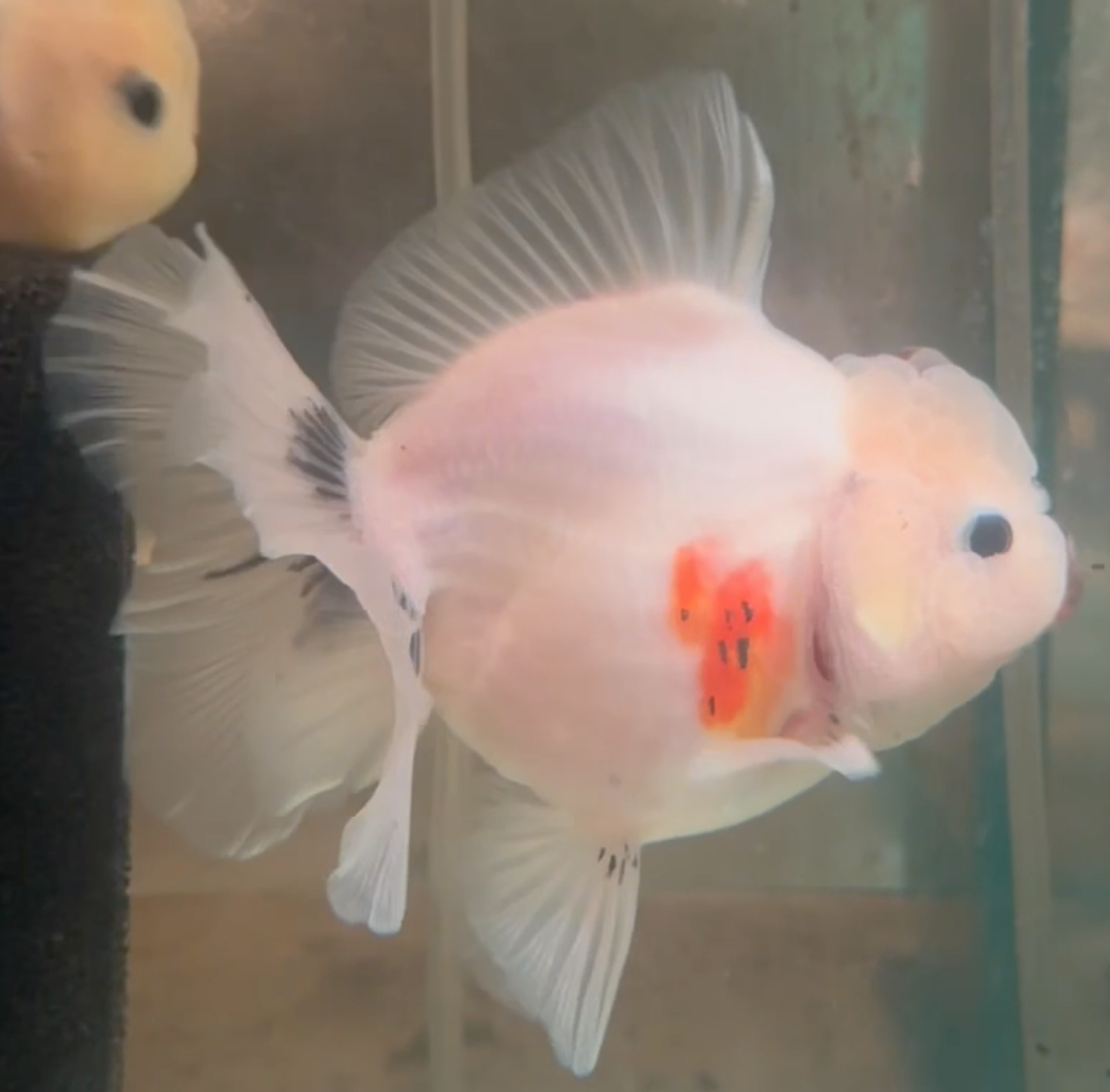 Ink Spot Thai Orchid Oranda