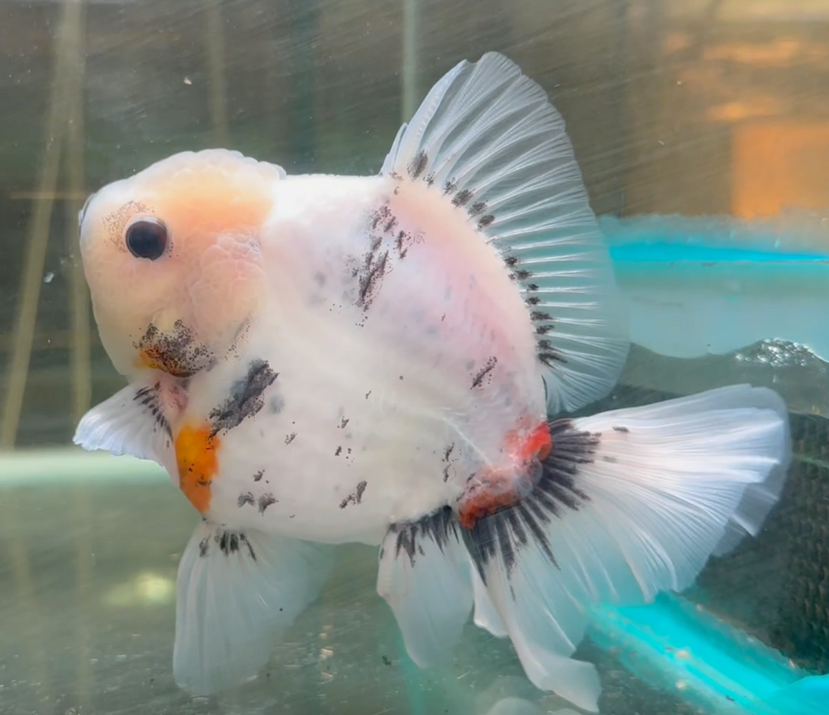 Ink Spot Thai Orchid Oranda
