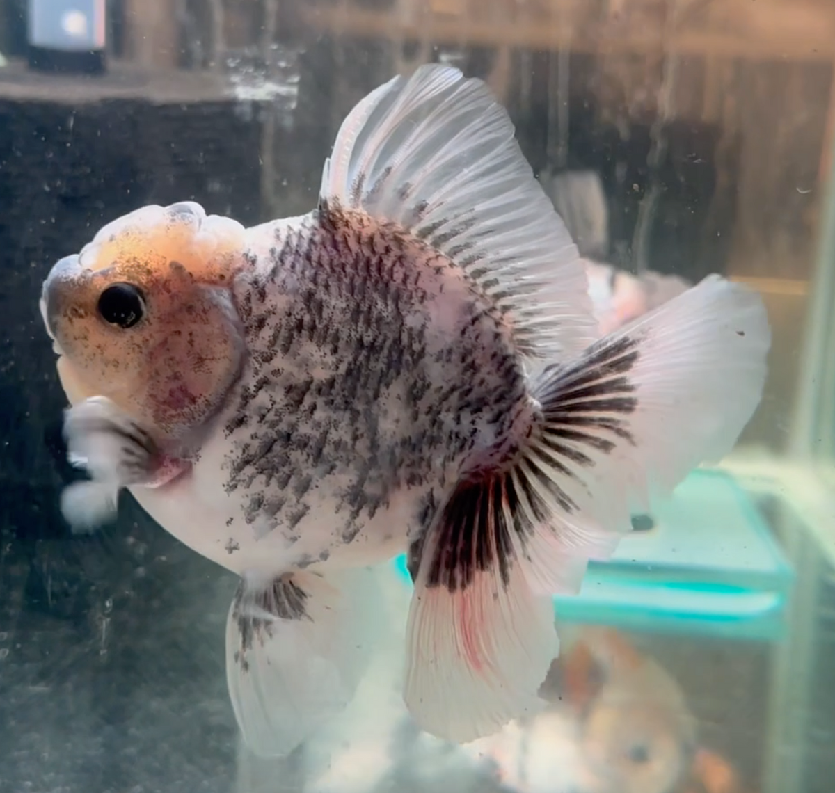 Ink Spot Thai Orchid Oranda