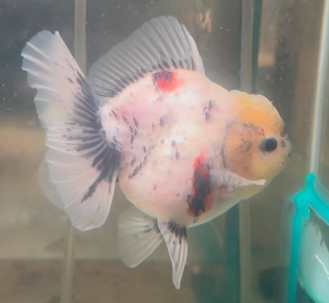 Ink Spot Thai Orchid Oranda