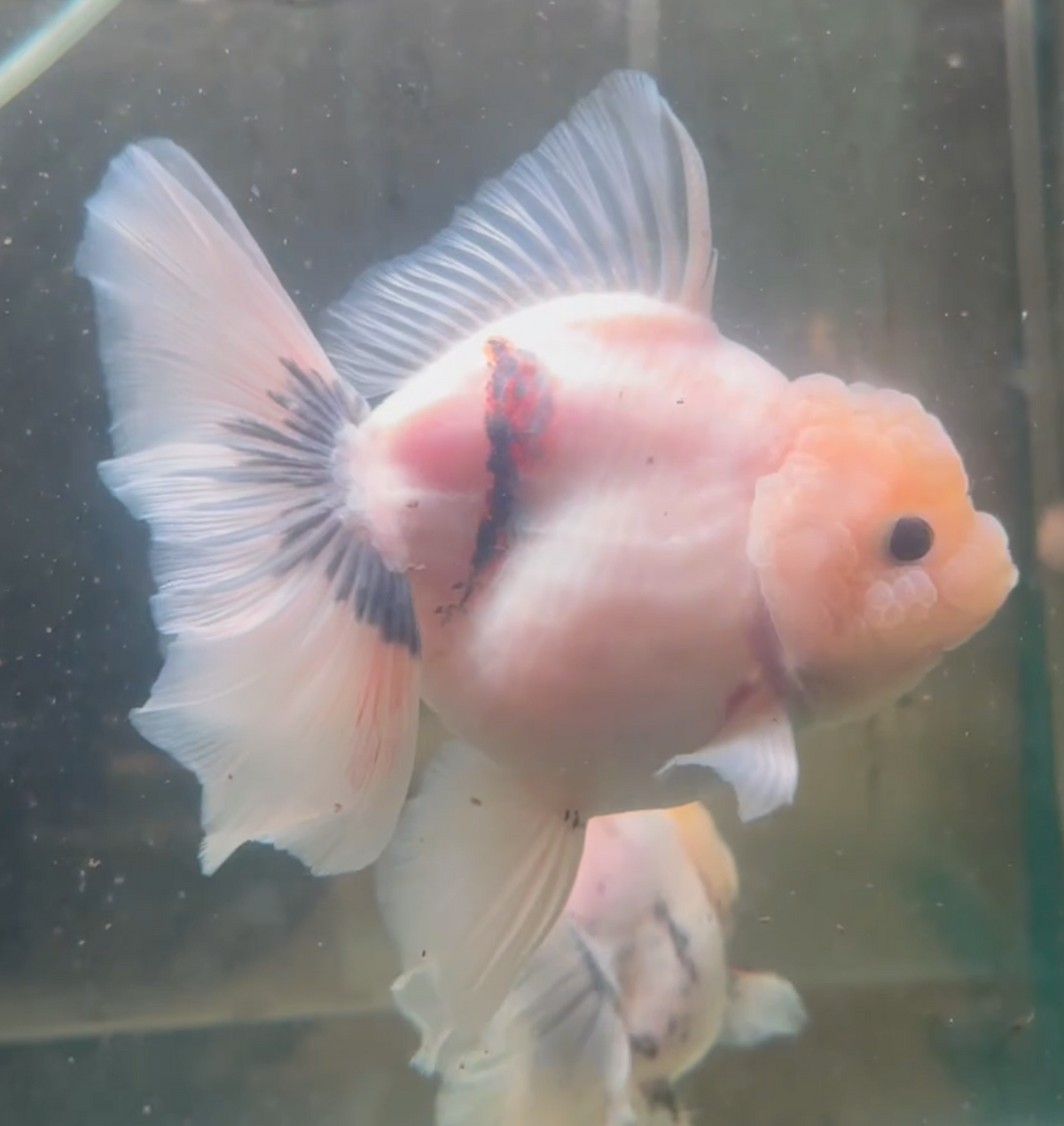 Ink Spot Thai Orchid Oranda