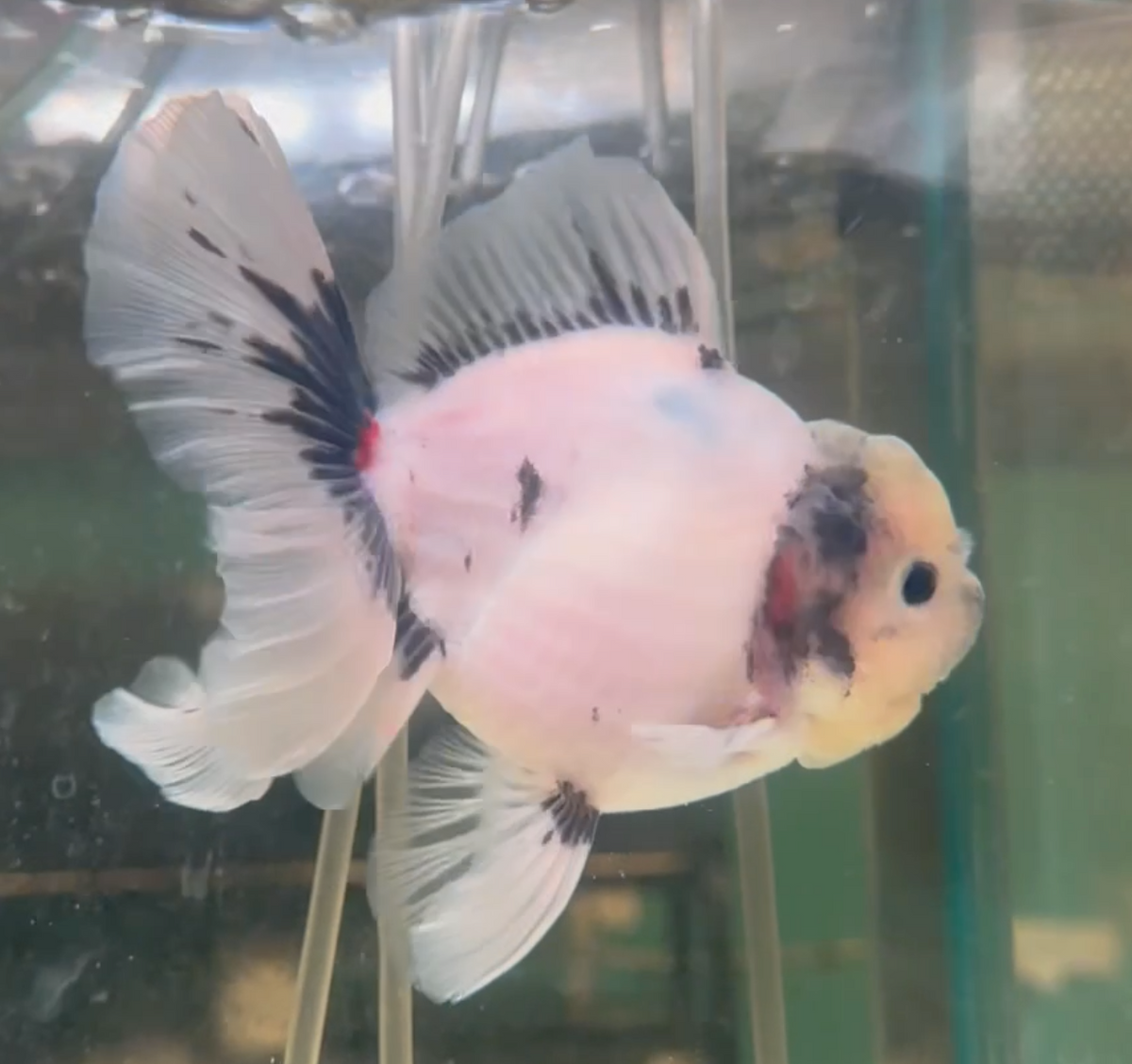 Ink Spot Thai Orchid Oranda