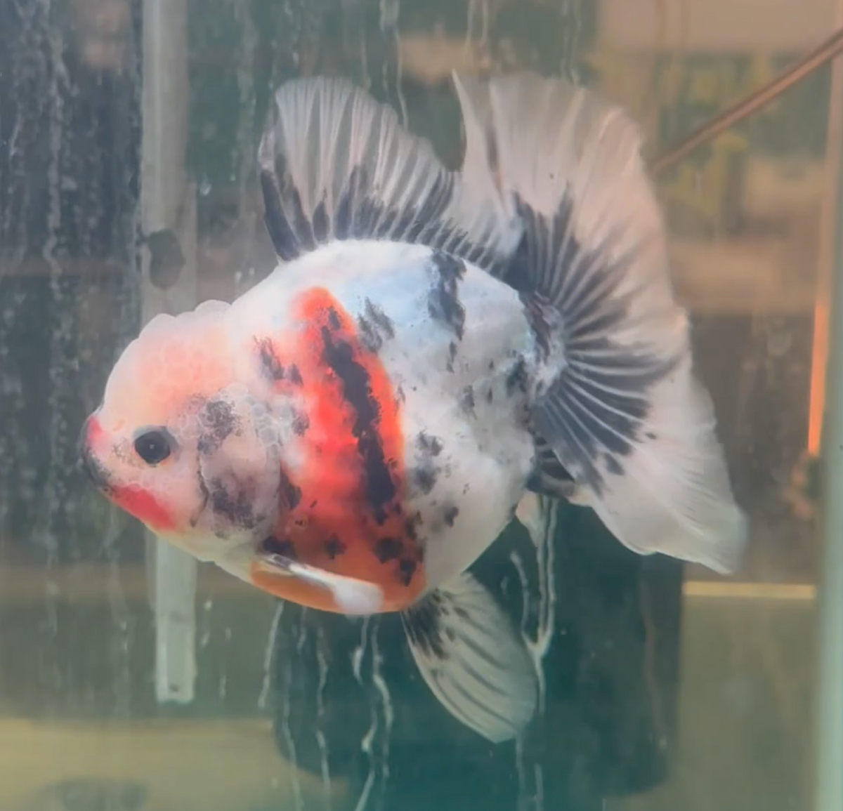 Tri-Colour Thai Orchid Oranda
