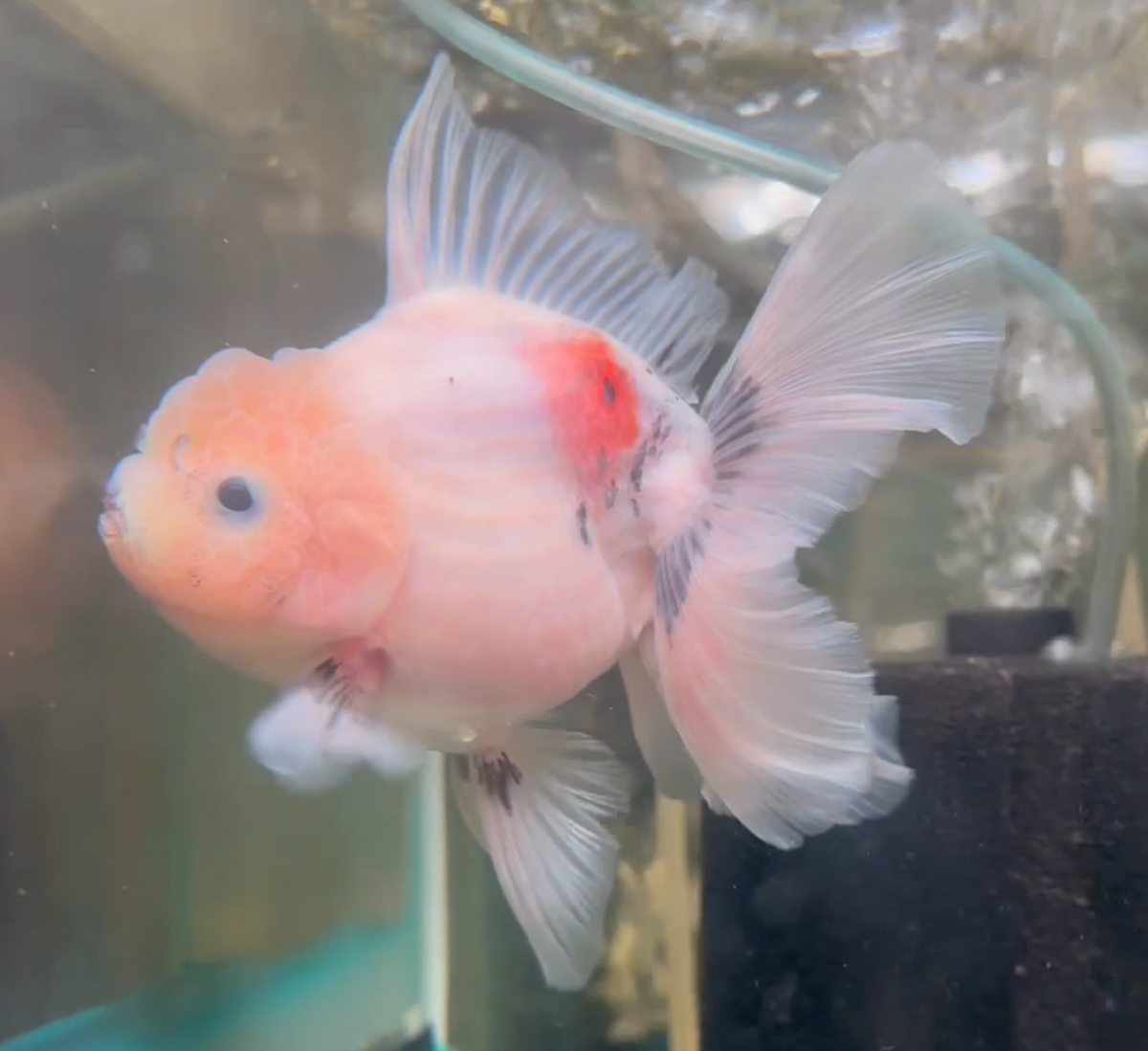 Ink Spot Thai Orchid Oranda