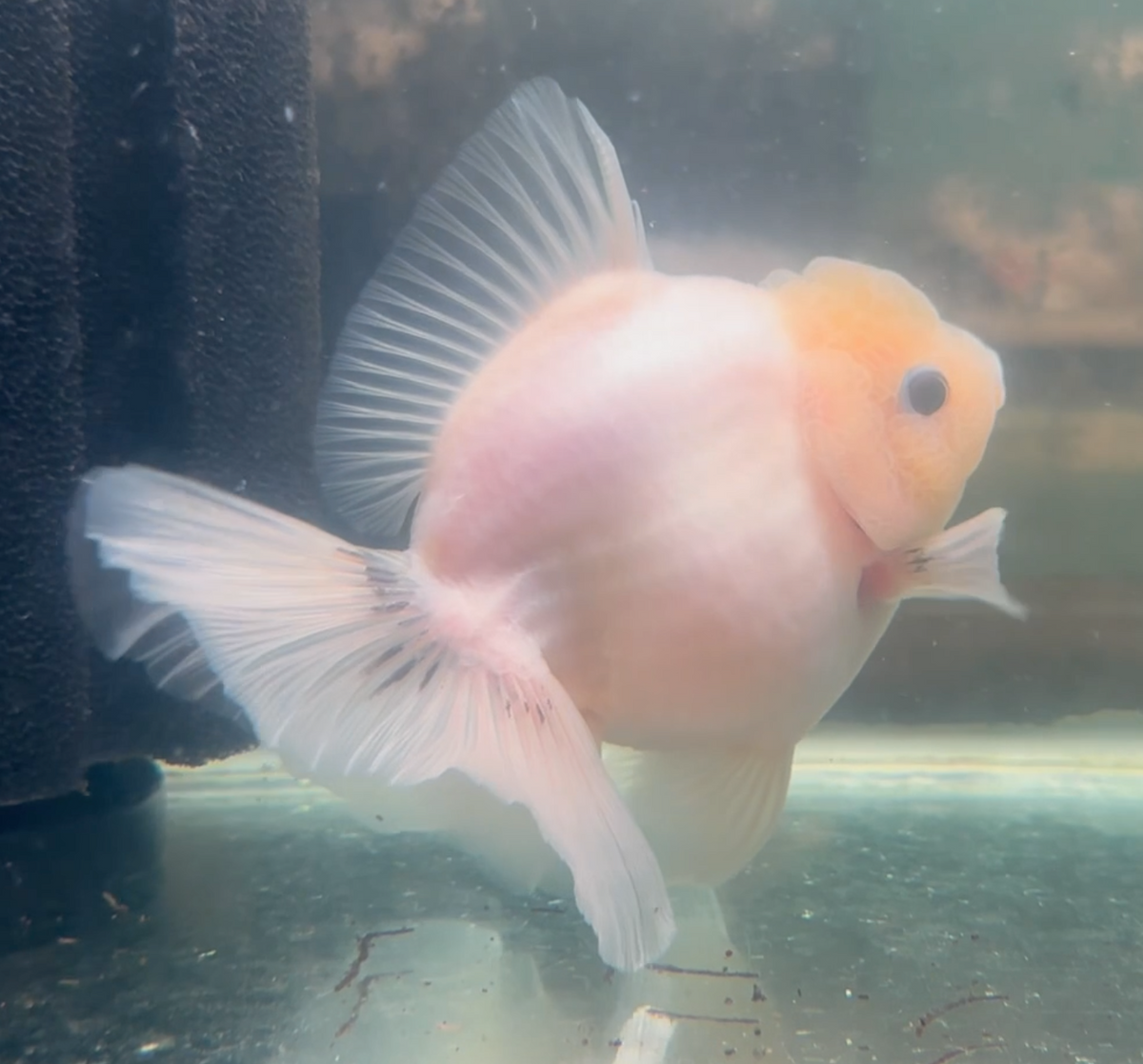 Lemon Head Thai Orchid Oranda