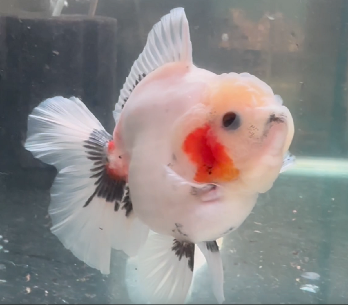 Ink Spot Thai Orchid Oranda