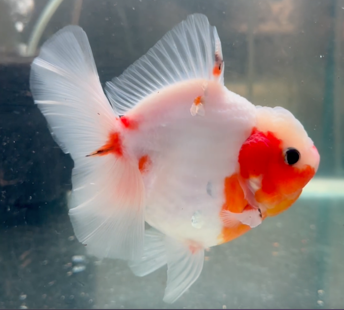Sakura Thai Orchid Oranda