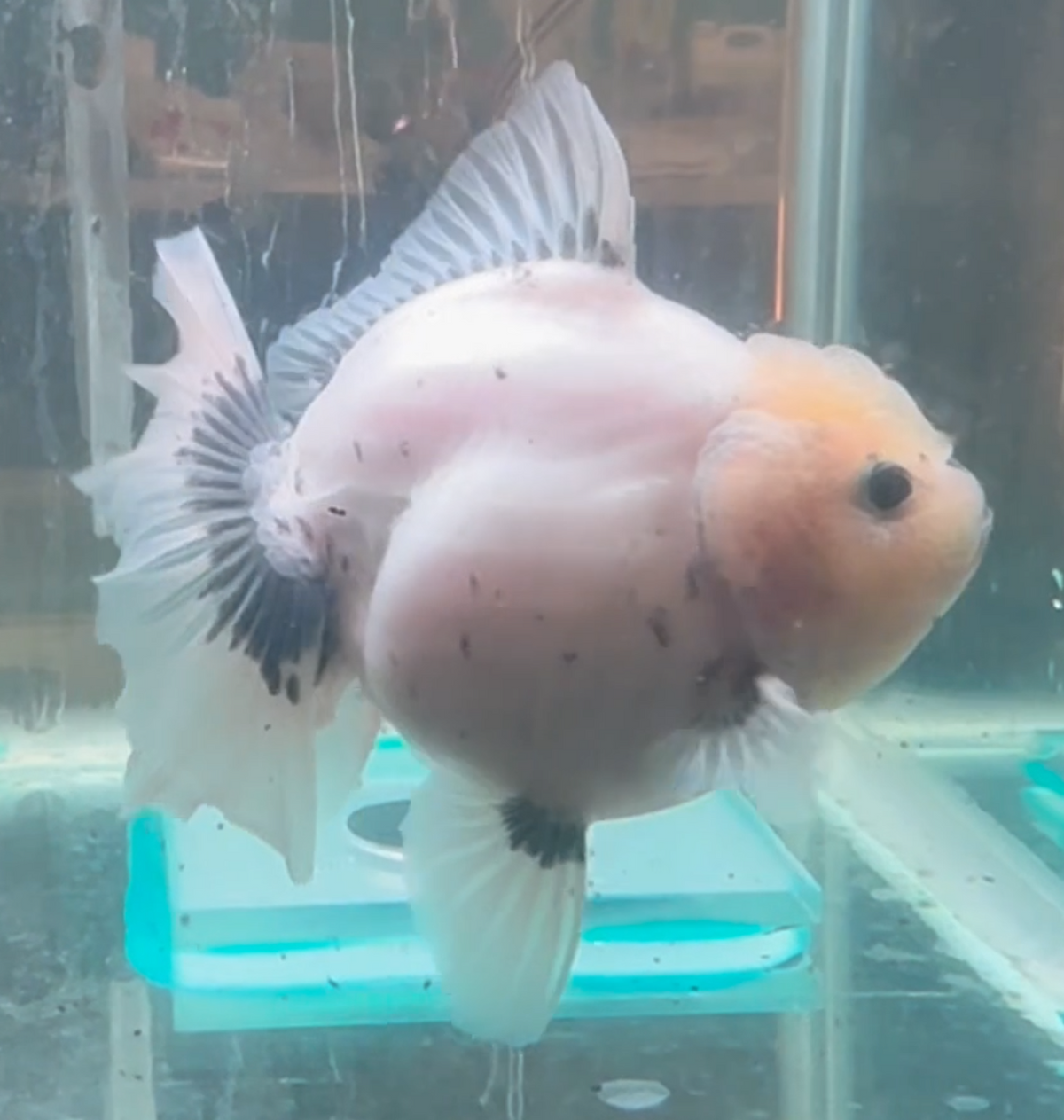 Ink Spot Thai Orchid Oranda