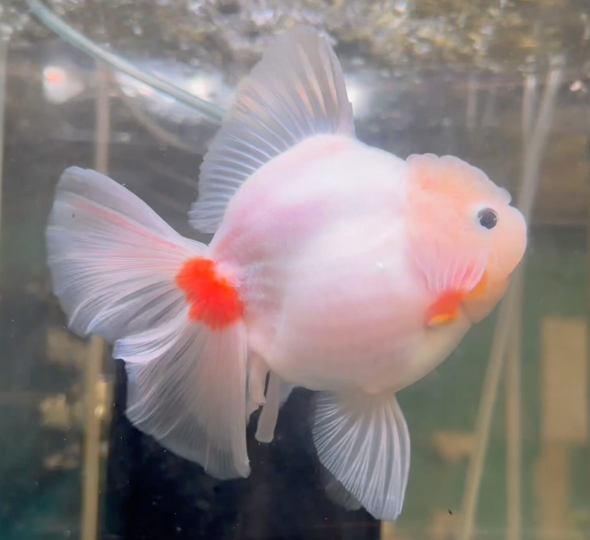 Sakura Thai Orchid Oranda